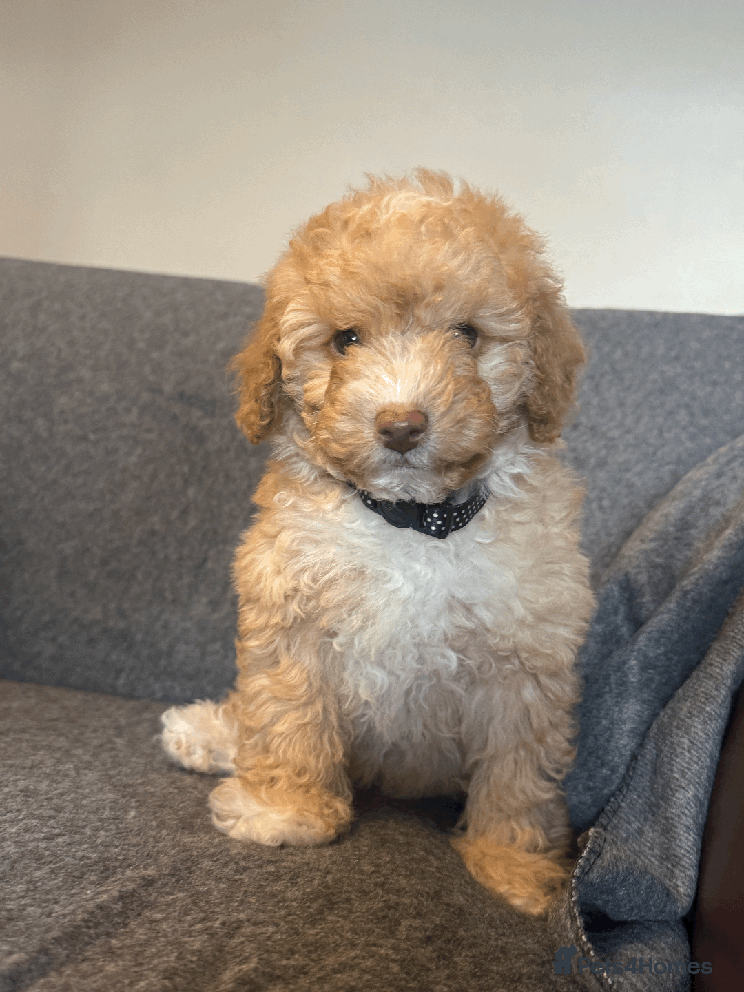 Toy Poodle dogs for sale: 2 Male Pure Toy Poodle Pups - Image 6