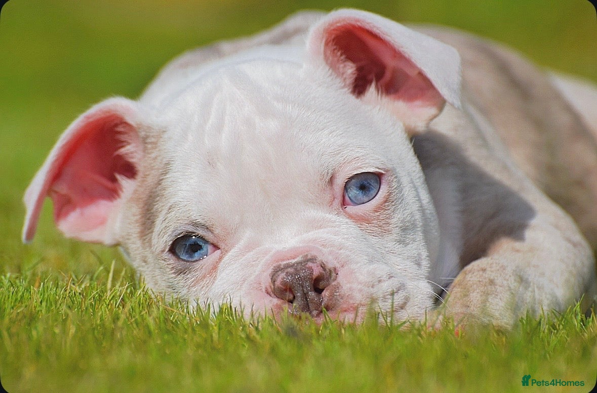 Olde English Bulldogge dogs 23❤️YEARS❤️5⭐️RATED❤️LICENSED❤️PROFESSIONALS❤️ - Advert 2