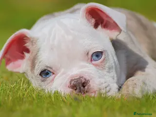 Olde English Bulldogge dogs 23❤️YEARS❤️5⭐️RATED❤️LICENSED❤️PROFESSIONALS❤️ - Advert 2