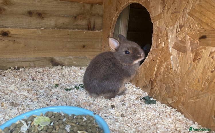 Netherland Dwarf rabbits - Advert 15