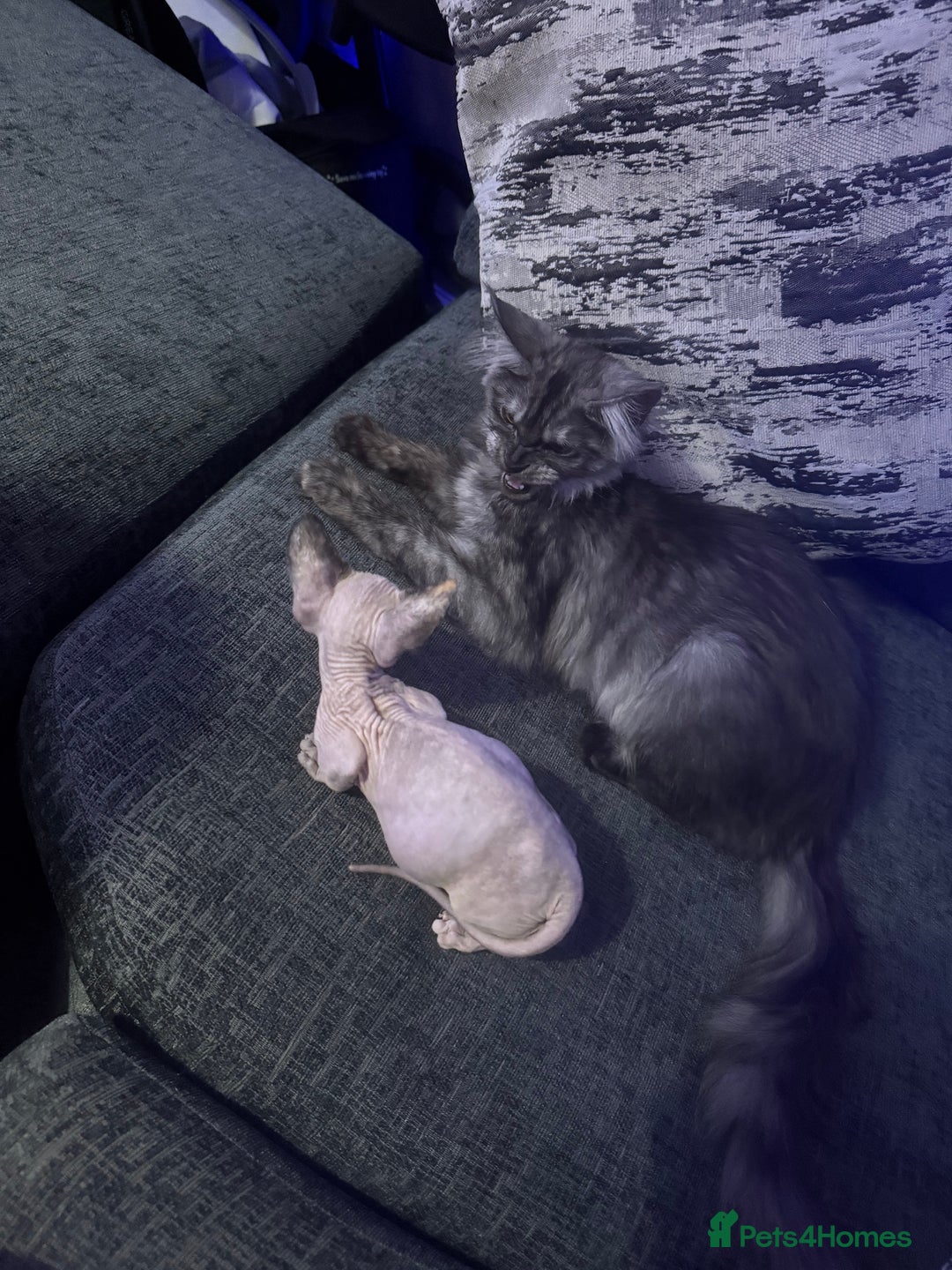 Sphynx cats for sale: Female bambino Sphynx  - Advert 6