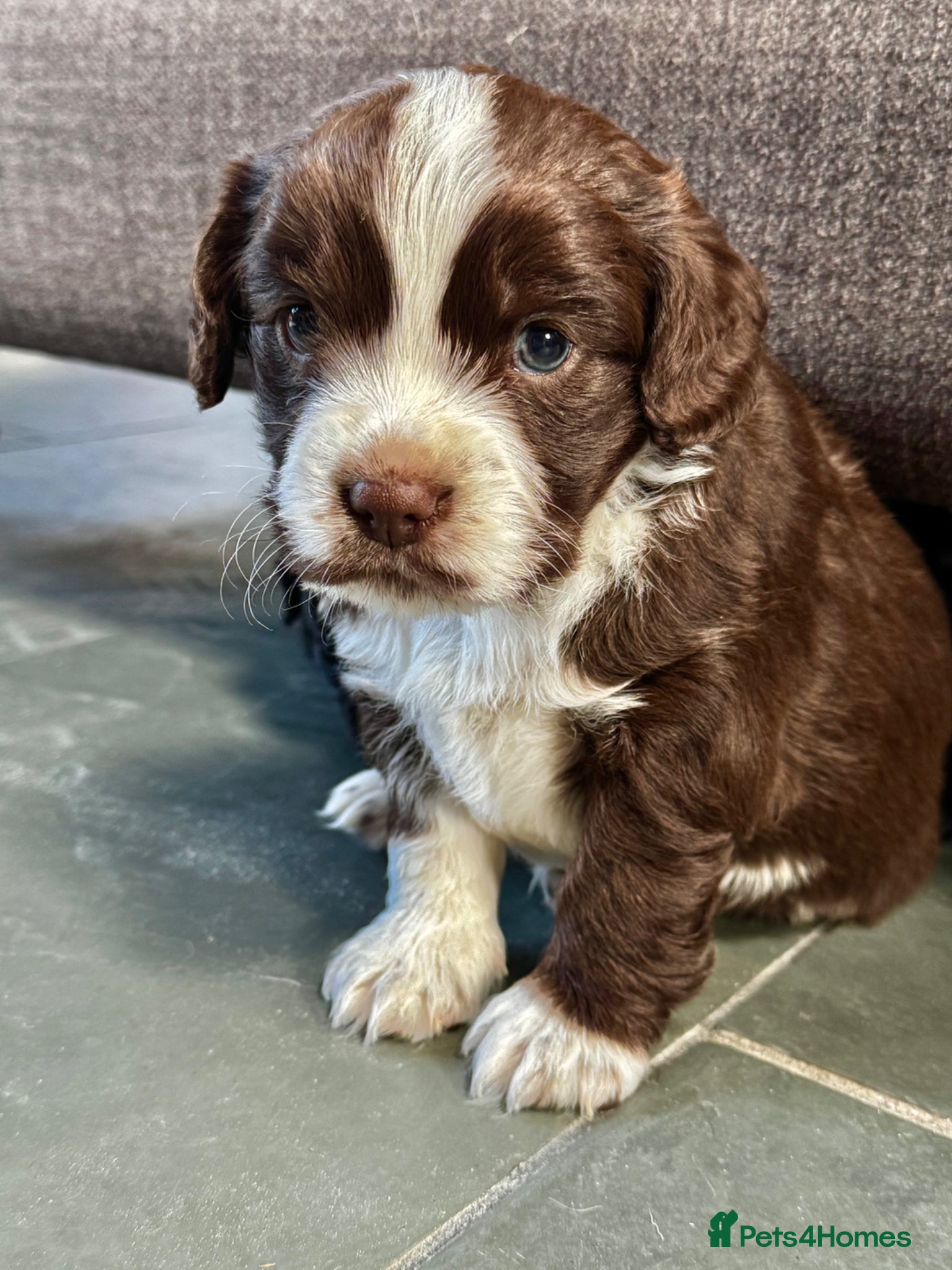 Mixed Breed dogs Chihuahua x Cocker Spaniel puppies cockerhuahua - Advert 2