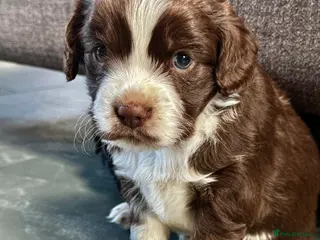 Mixed Breed dogs Chihuahua x Cocker Spaniel puppies cockerhuahua - Advert 2