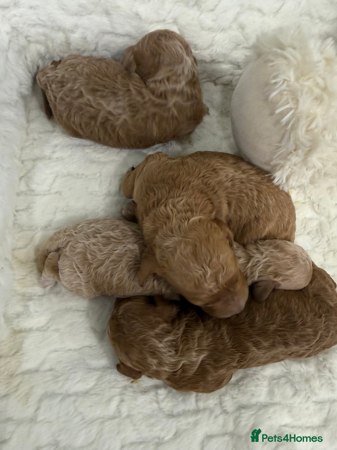 Miniature Poodle dogs for sale: 4 abstract boys available. Kc & full dna clear. - Advert 4