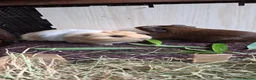 Guinea Pig rodents for sale: Bond boys ready go  - Advert 13