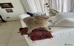 Mixed Breed cats for adoption: ASH -BRITISH SHORT HAIR? AFECTIONATE-BOY NEUTERED  - Image 6