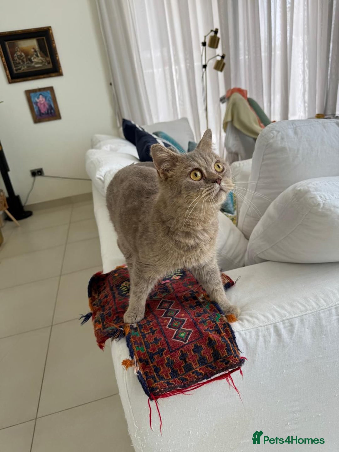 Mixed Breed cats for adoption: ASH -BRITISH SHORT HAIR? AFECTIONATE-BOY NEUTERED  - Image 6
