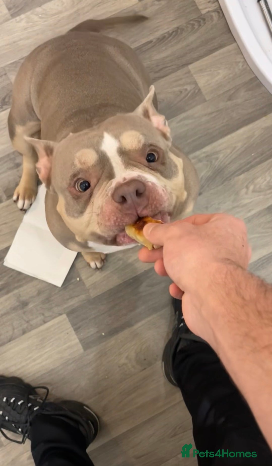 American Bully dogs for sale: Pocket bully  - Advert 2