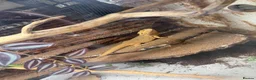 Bearded Dragon reptiles for sale: 2 yr old Breaded dragon (JayJay) in Glasgow - Advert 2