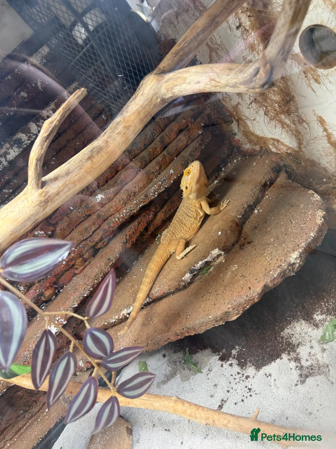 Bearded Dragon reptiles for sale: 2 yr old Breaded dragon (JayJay) in Glasgow - Advert 2