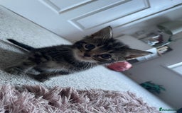 Maine Coon cats for sale: Main Coon Ragdoll Kitten - Image 6