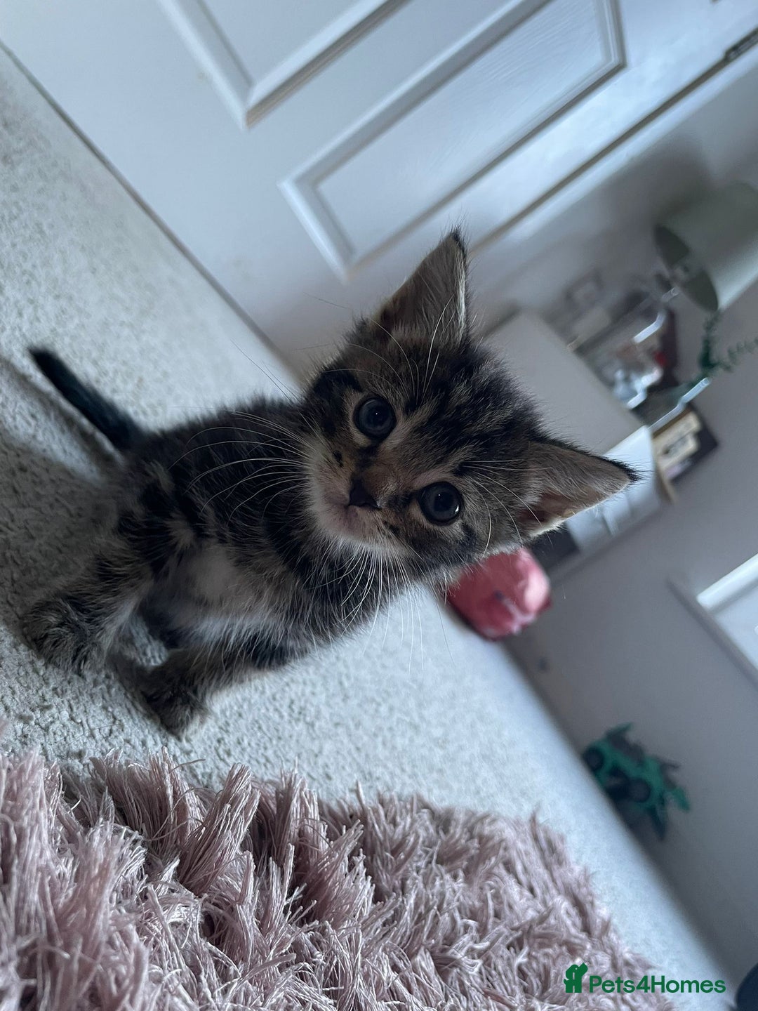 Maine Coon cats for sale: Main Coon Ragdoll Kitten - Image 6