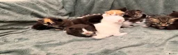 Mixed Breed cats for sale: 2 separate litters! 2 mamas 12 kittens. - Advert 6