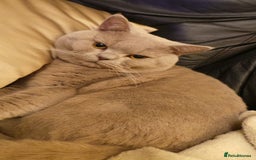 British Shorthair cats for stud: STUD ONLY in Huddersfield - Image 20