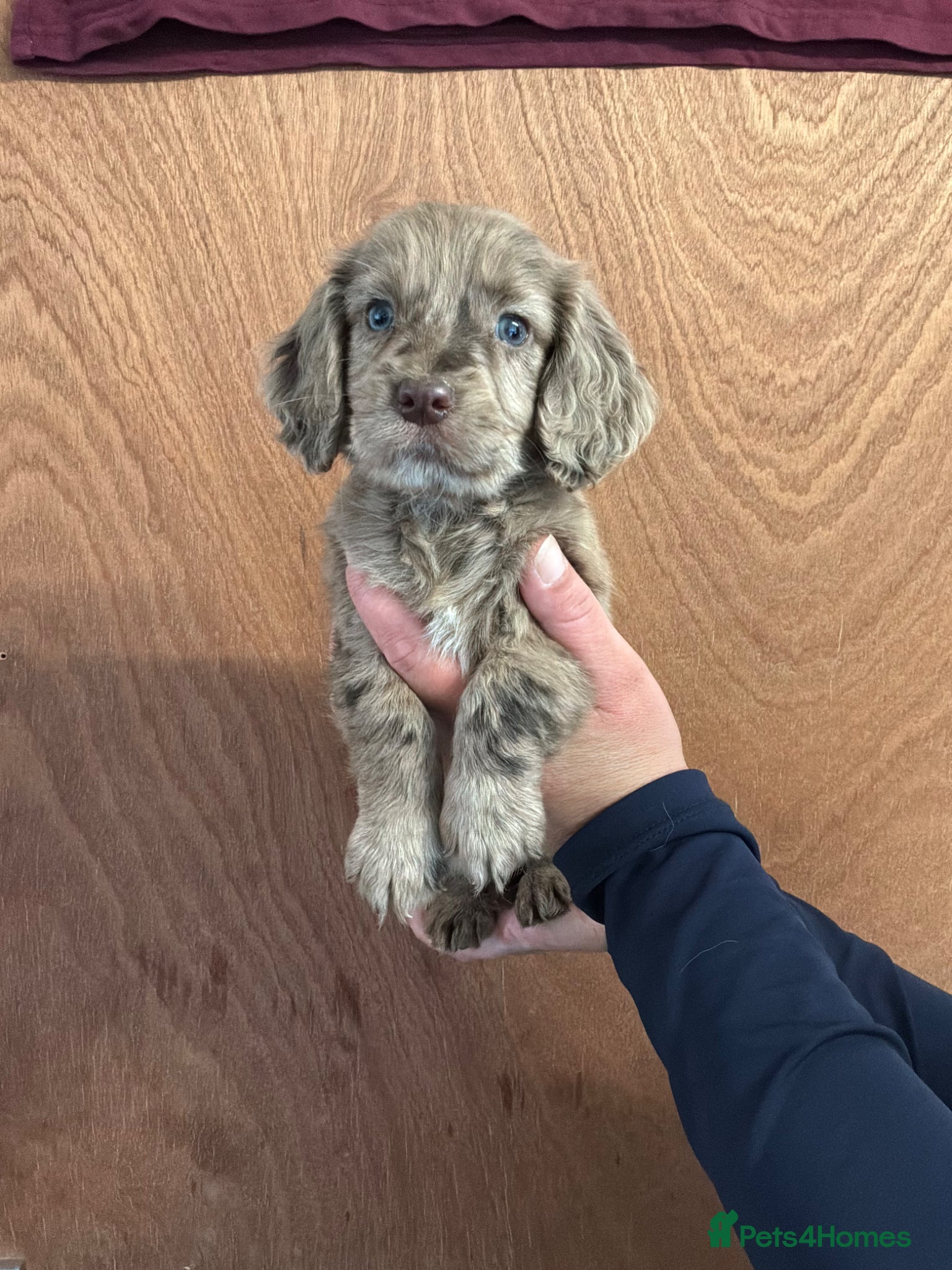 Cocker Spaniel dogs Cocker Spaniel Show Type Puppy’s  - Advert 3