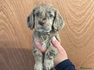 Cocker Spaniel dogs Cocker Spaniel Show Type Puppy’s - Advert 6