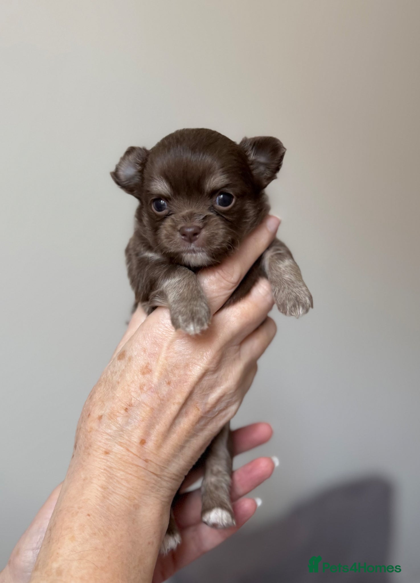 Chihuahua dogs Gorgeous longcoat chihuahua boys  - Advert 1