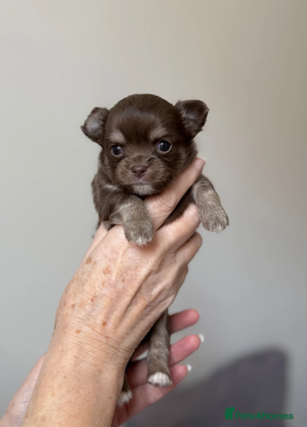 Chihuahua dogs for sale: Gorgeous longcoat chihuahua boys  - Advert 1