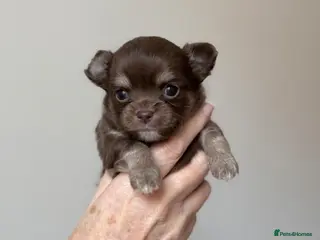 Chihuahua dogs Gorgeous longcoat chihuahua boys - Advert 1