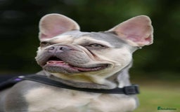 French Bulldog dogs for adoption: Lovely Anita is looking for her forever home! - Image 2