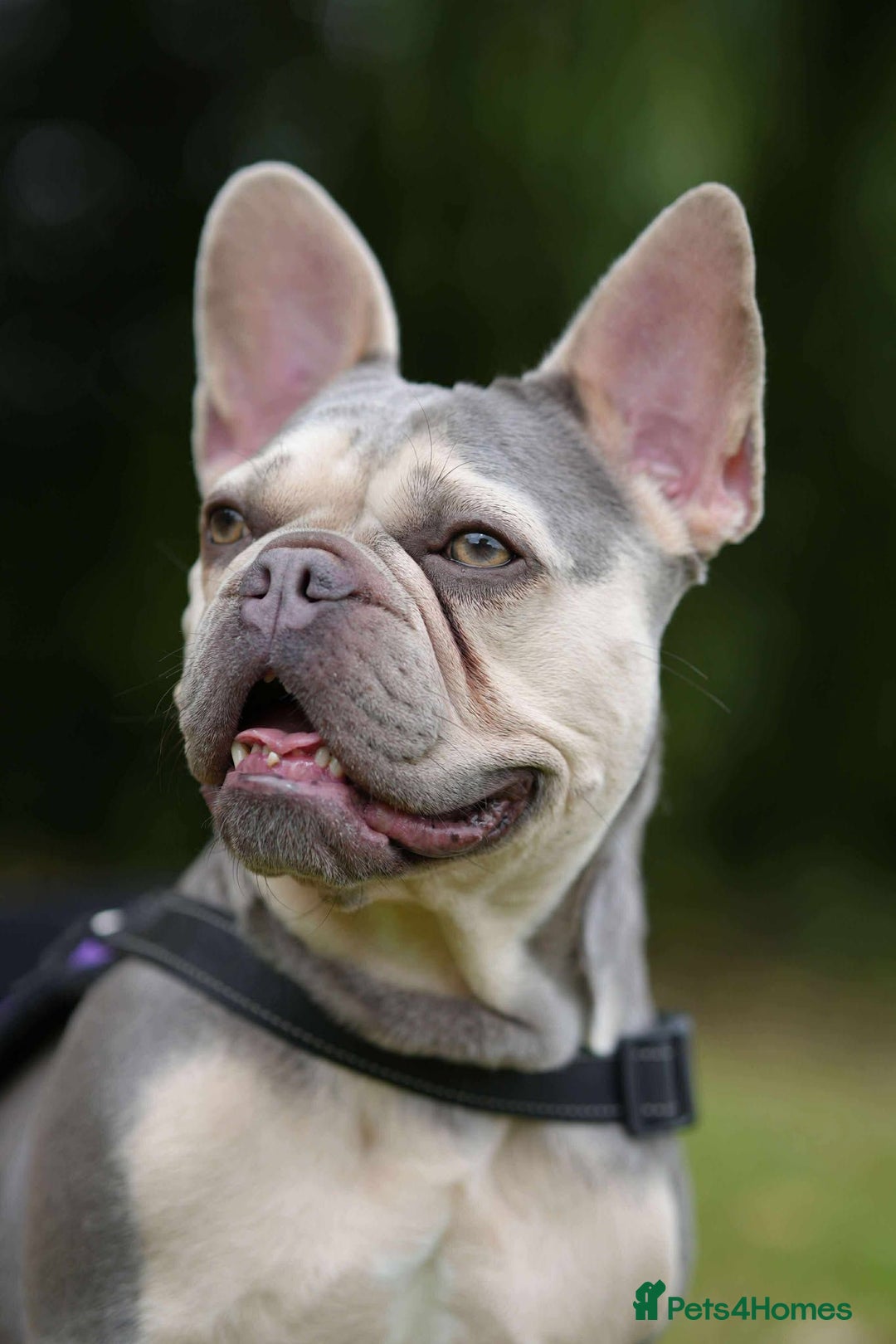 French Bulldog dogs for adoption: Lovely Anita is looking for her forever home! - Image 2
