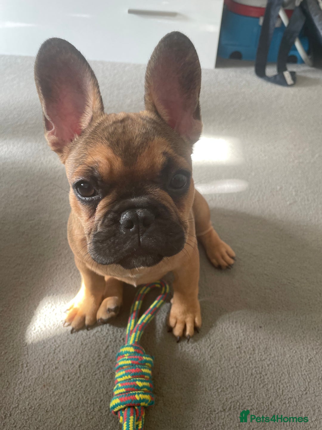 French Bulldog dogs for sale: Rocco  - Advert 2