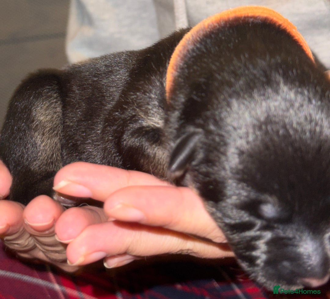 Mixed Breed dogs for sale: Belgian malinois x German Shepherd puppies  - Advert 13