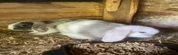 Mini Lop rabbits for sale: Mini lop litter. A pair for £60 - Advert 4