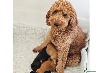 Australian Labradoodle dogs Australian labradoodles - Advert 1