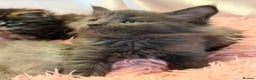 Maine Coon cats for sale: TICA REGISTERED MAINE COON KITTENS - Advert 19