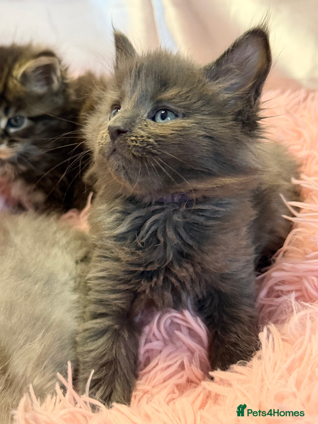 Maine Coon cats for sale: TICA REGISTERED MAINE COON KITTENS - Advert 19