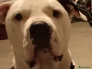 Mixed Breed dogs Brucey - Advert 1