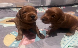 Cockapoo dogs for sale: Red Cockapoo 🐶 F1B looking for loving home 🥰 in London - Image 6