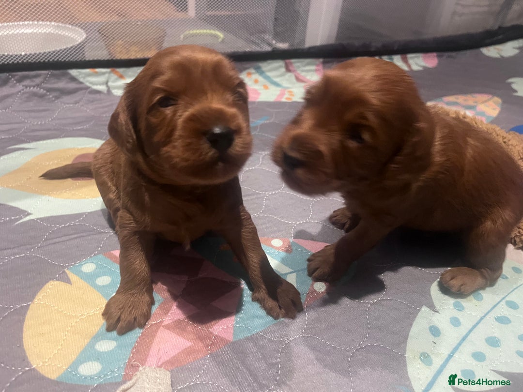 Cockapoo dogs for sale: Red Cockapoo 🐶 F1B looking for loving home 🥰 in London - Image 6