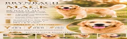 Golden Retriever dogs for stud: Exceptional Proven Stud - Advert 2