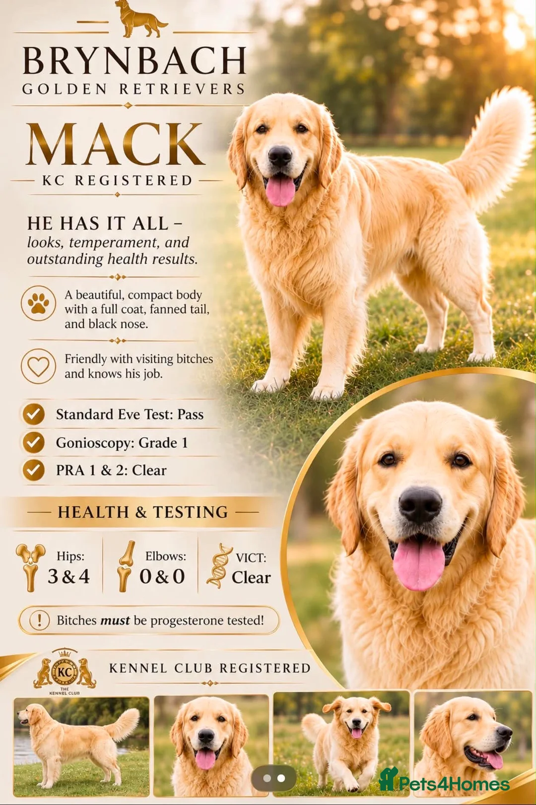 Golden Retriever dogs for stud: Exceptional Proven Stud - Advert 2