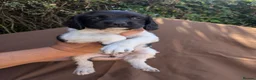 English Springer Spaniel dogs for sale: Traditional KC reg English Springer spaniel  - Advert 3