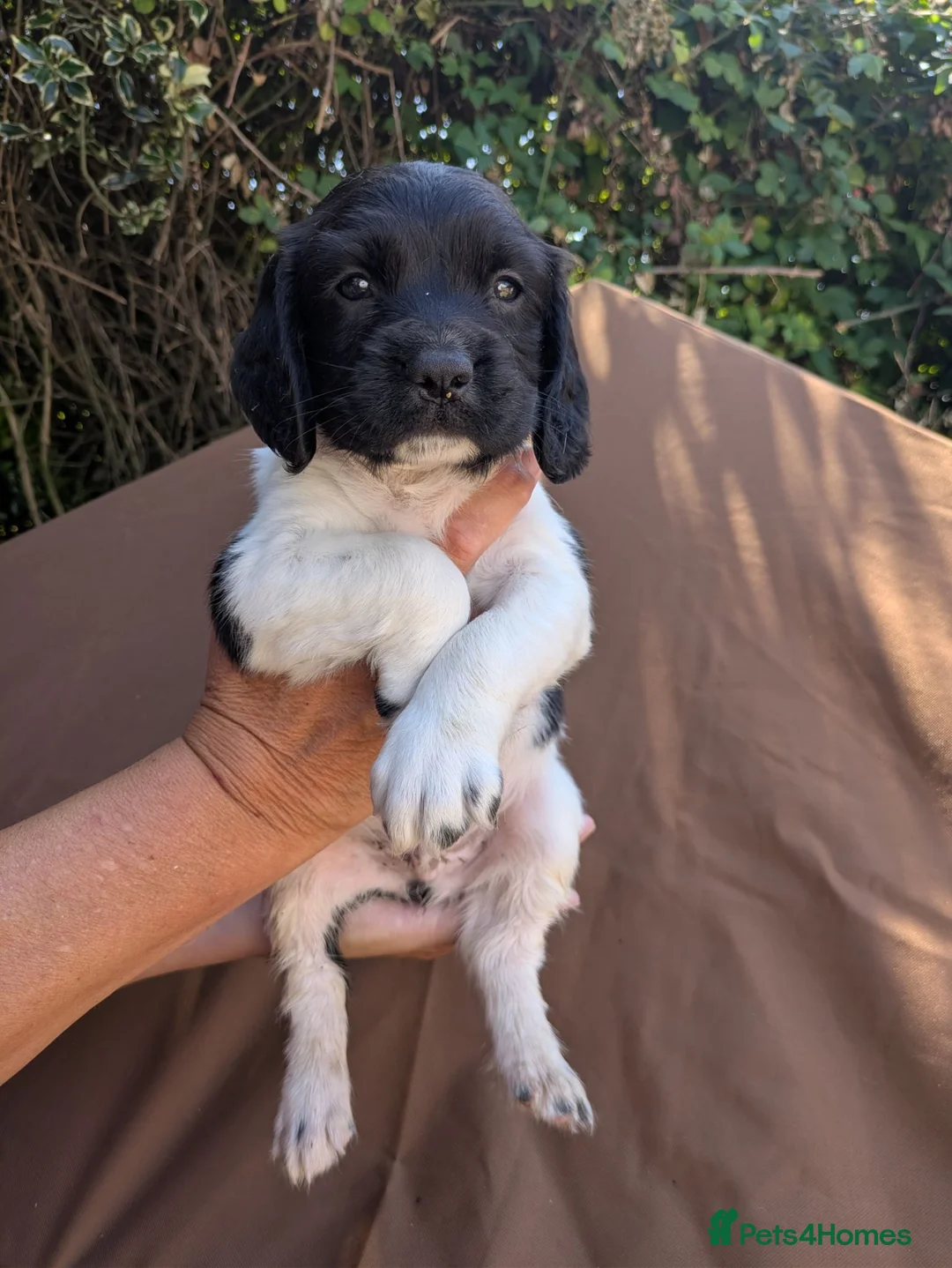 English Springer Spaniel dogs for sale: Ready to go! 1st vaccines Traditional KC reg  - Advert 10