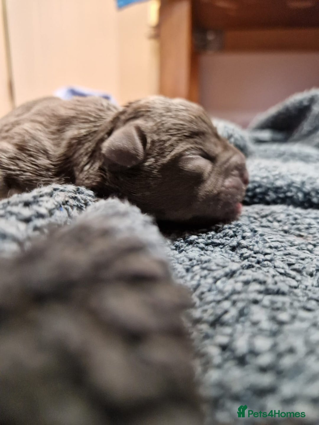 Mixed Breed dogs for sale:  Adorable staffie x frencie pups,Ready Oct31st  - Image 22