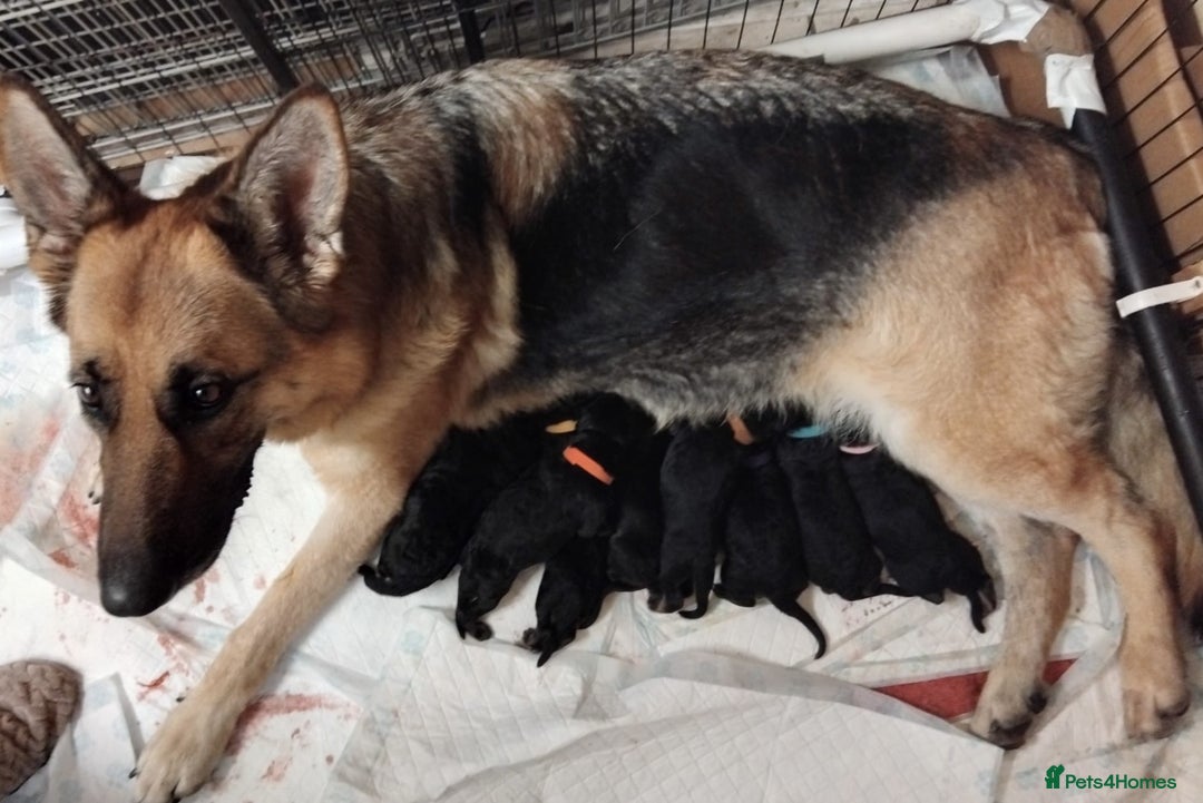 German Shepherd dogs for sale: Stunning KC Registered German Shepherd Puppies - Image 7