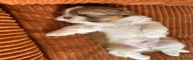 Shih Tzu 1