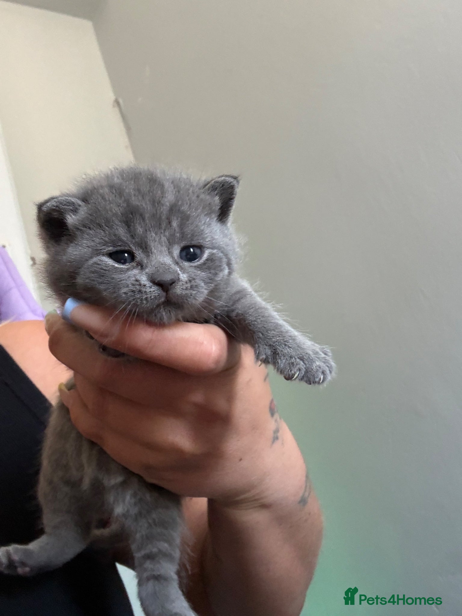 British Shorthair cats BRITISH SHORT HAIR KITTENS - Advert 1