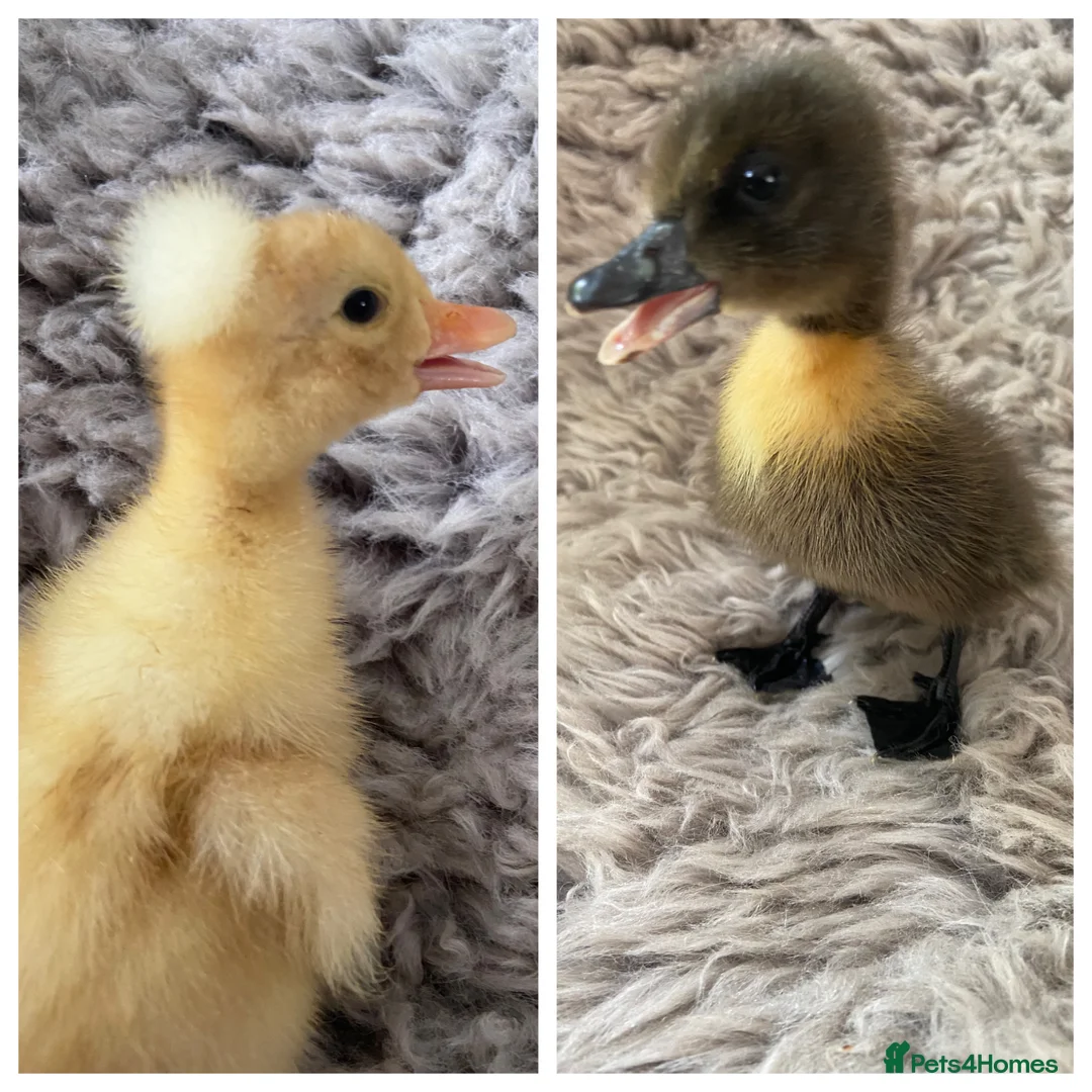 Ducks poultry for sale: 2 ducklings white crested and Cayuga x crested  - Advert 1