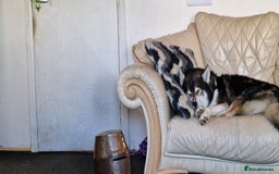 Huskita dogs for stud: Handsome Booboo in Stockport - Image 6