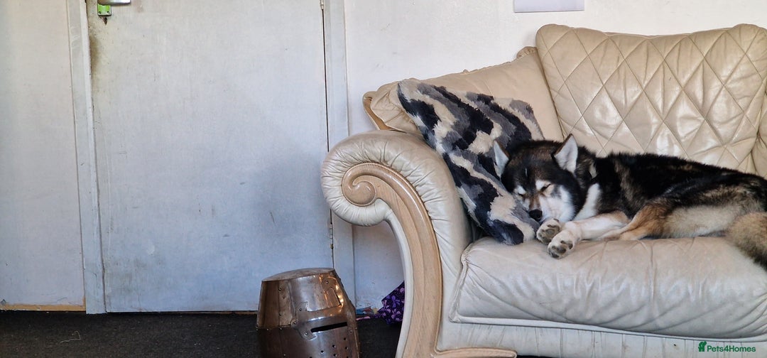 Huskita dogs for stud: Handsome Booboo in Stockport - Image 6