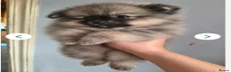 Pomeranian dogs for sale: Toy Pomeranians Puppies 🐻🐻🐻 - Advert 18