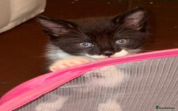 Munchkin cats for sale: 3 kittens for sale - Image 1