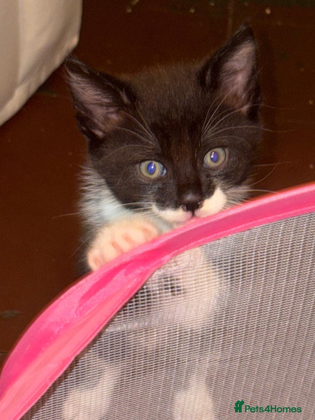 Munchkin cats for sale: 3 kittens for sale - Image 1