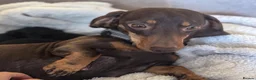 Miniature Dachshund dogs for sale: Miniature Smooth-haired dachshund in Glasgow - Advert 6