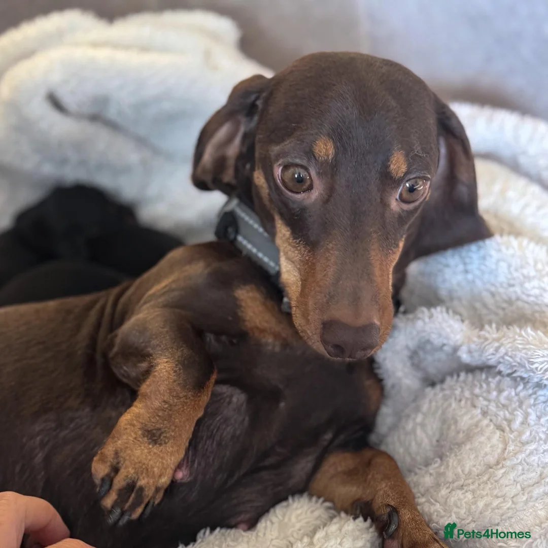 Miniature Dachshund dogs for sale: Miniature Smooth-haired dachshund in Glasgow - Advert 6